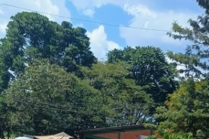 MR_081